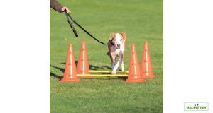 Dog Activity překážky (2 ks) 30 x 50 cm / 100 cm