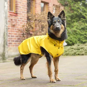 Rukka Stream Raincoat PLÁŠTĚNKA žlutá - na německém ovčákovi