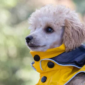 Rukka Stream Raincoat PLÁŠTĚNKA žlutá - detail na pudlíkovi