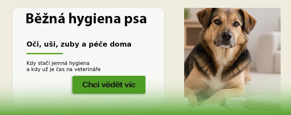 Běžná hygiena psa - oči, uši, zuby a další každodenní péče