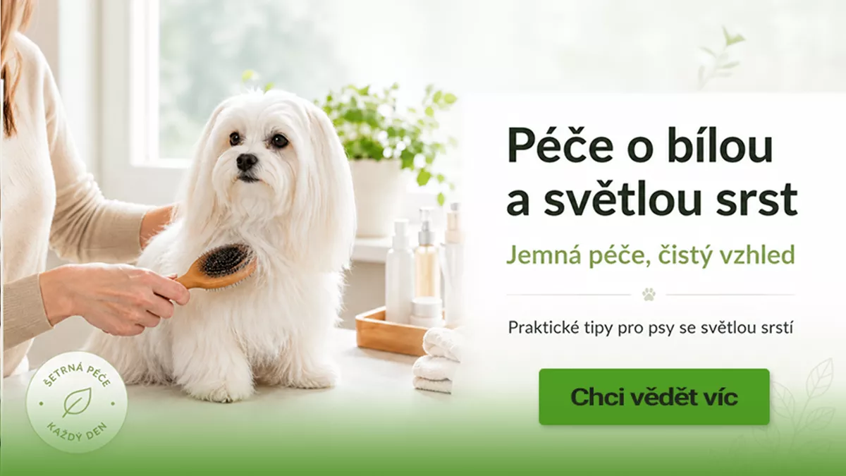 Jak vybrat péči pro bílou a světlou srst psa