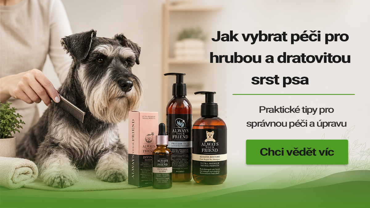 Jak vybrat péči pro hrubou a drátovitou srst psa