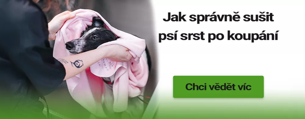 Jak správně sušit psí srst po koupání