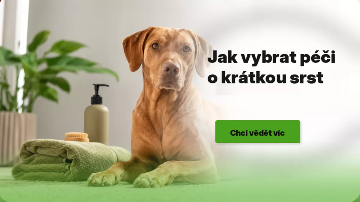 Jak vybrat péči o krátkou srst psa
