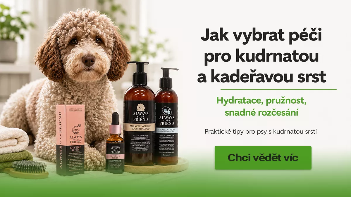 Jak vybrat péči pro kudrnatou a kadeřavou srst psa