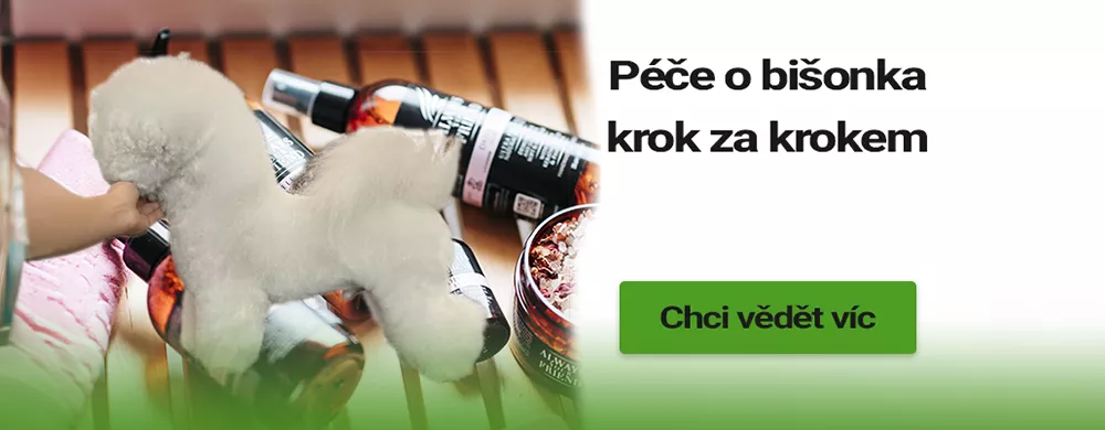Péče o bišonka krok za krokem